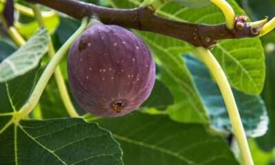 Quer colher figo-roxo docinho em casa? Veja como plantar e cuidar da muda