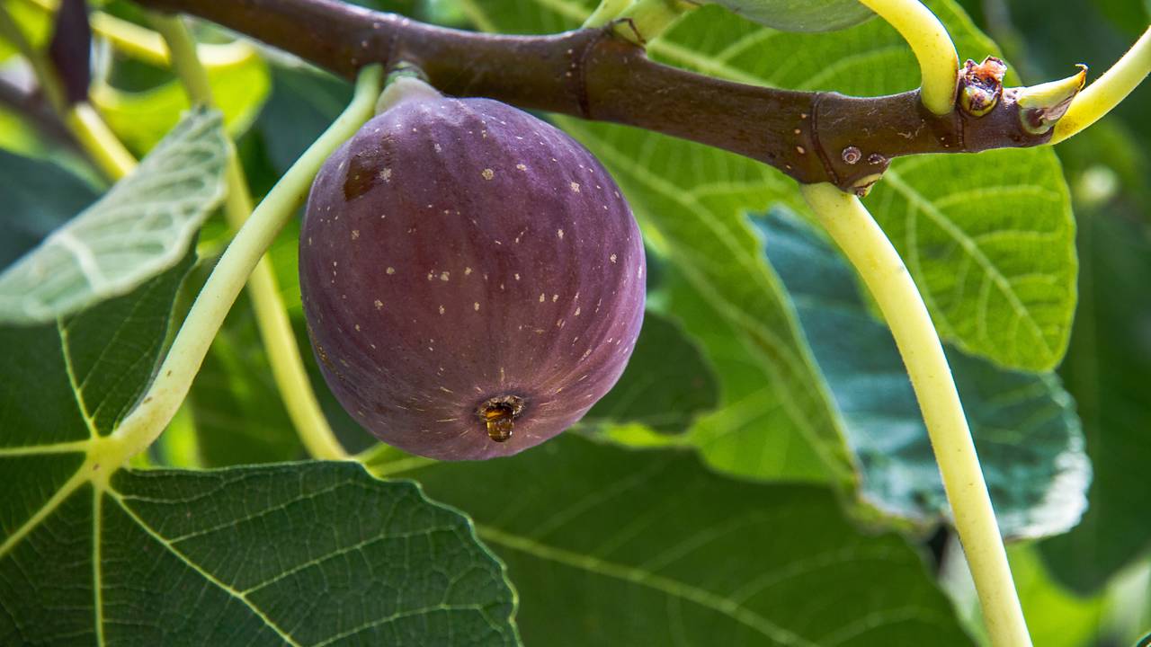 Quer colher figo-roxo docinho em casa? Veja como plantar e cuidar da muda