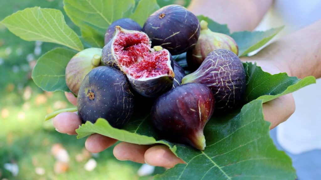 Quer colher figo-roxo docinho em casa? Veja como plantar e cuidar da muda