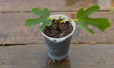 Como plantar figo em casa e garantir frutos saborosos