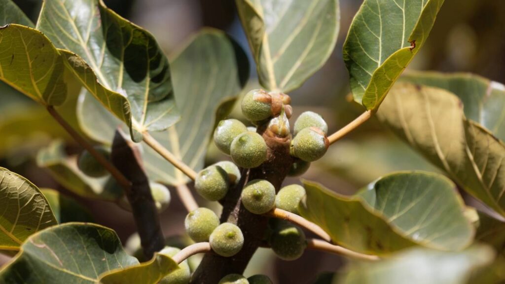 Como plantar figo em casa e garantir frutos saborosos