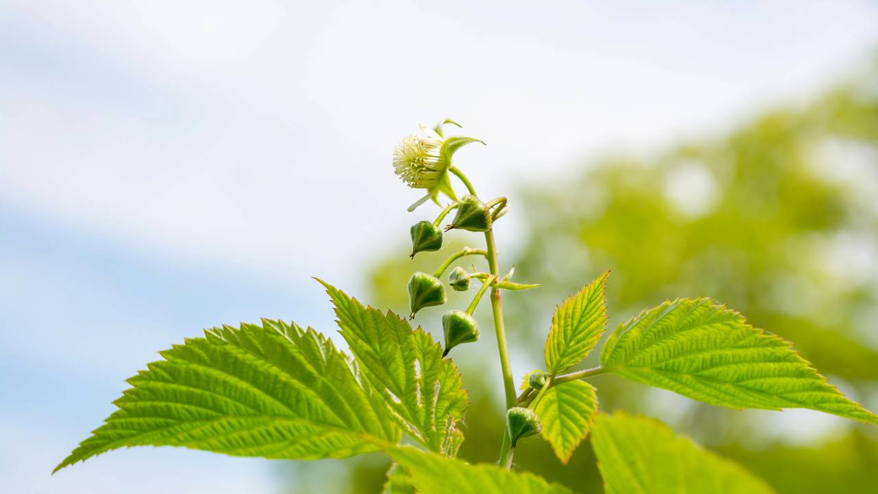 Quanto custa plantar framboesa em casa e colher frutas docinhas no frio