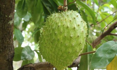 Quanto custa plantar graviola em casa e colher frutas grandes e cheias de polpa
