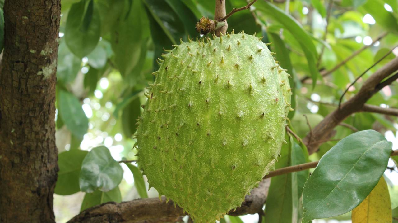 Quanto custa plantar graviola em casa e colher frutas grandes e cheias de polpa