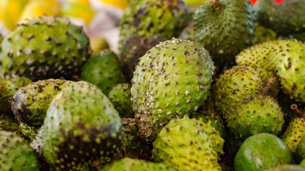 Quanto custa plantar graviola em casa e colher frutas grandes e cheias de polpa