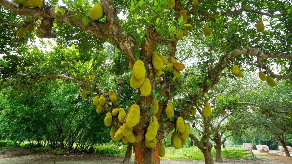 Essa fruta tem gosto de banana com mel e pode ser plantada no quintal