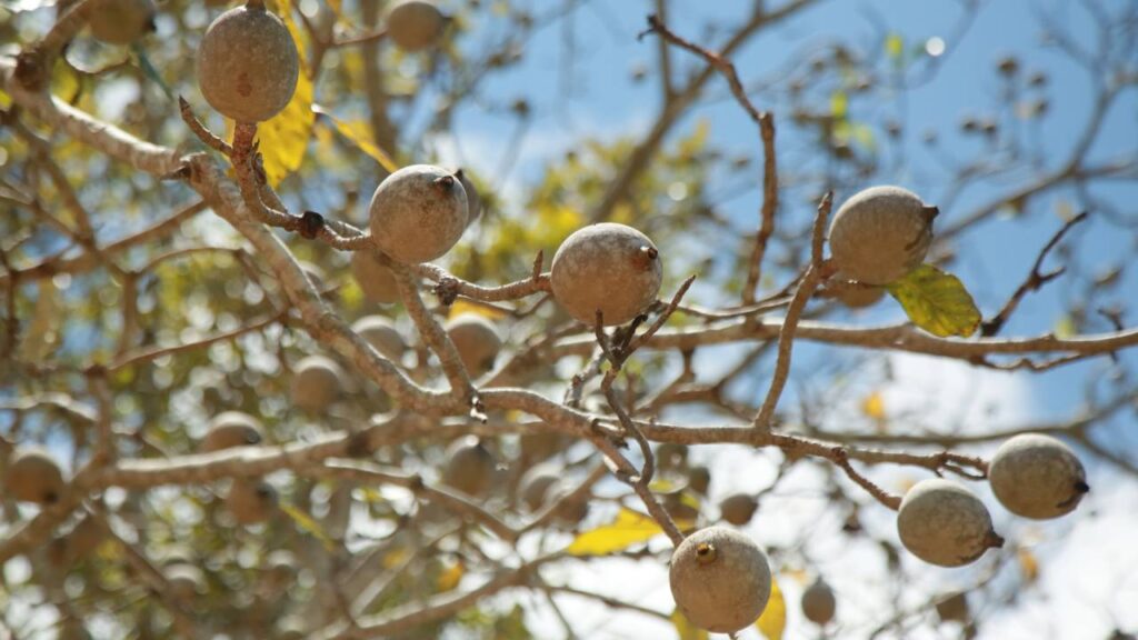 Quanto custa plantar jenipapo e colher frutos aromáticos em casa