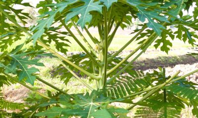 Quer colher mamão mais cedo? Veja esse método simples e eficaz