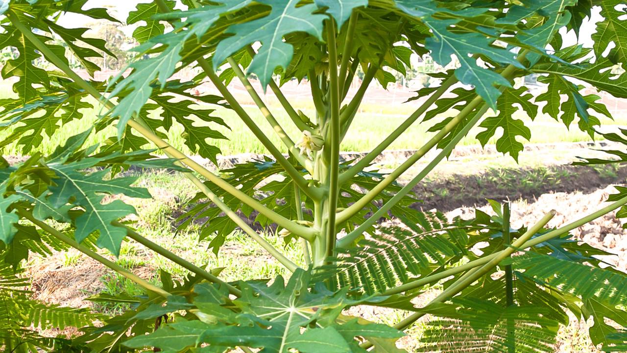 Quer colher mamão mais cedo? Veja esse método simples e eficaz