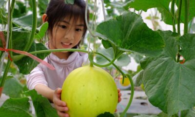 Como plantar melão em casa e evitar doenças comuns na planta