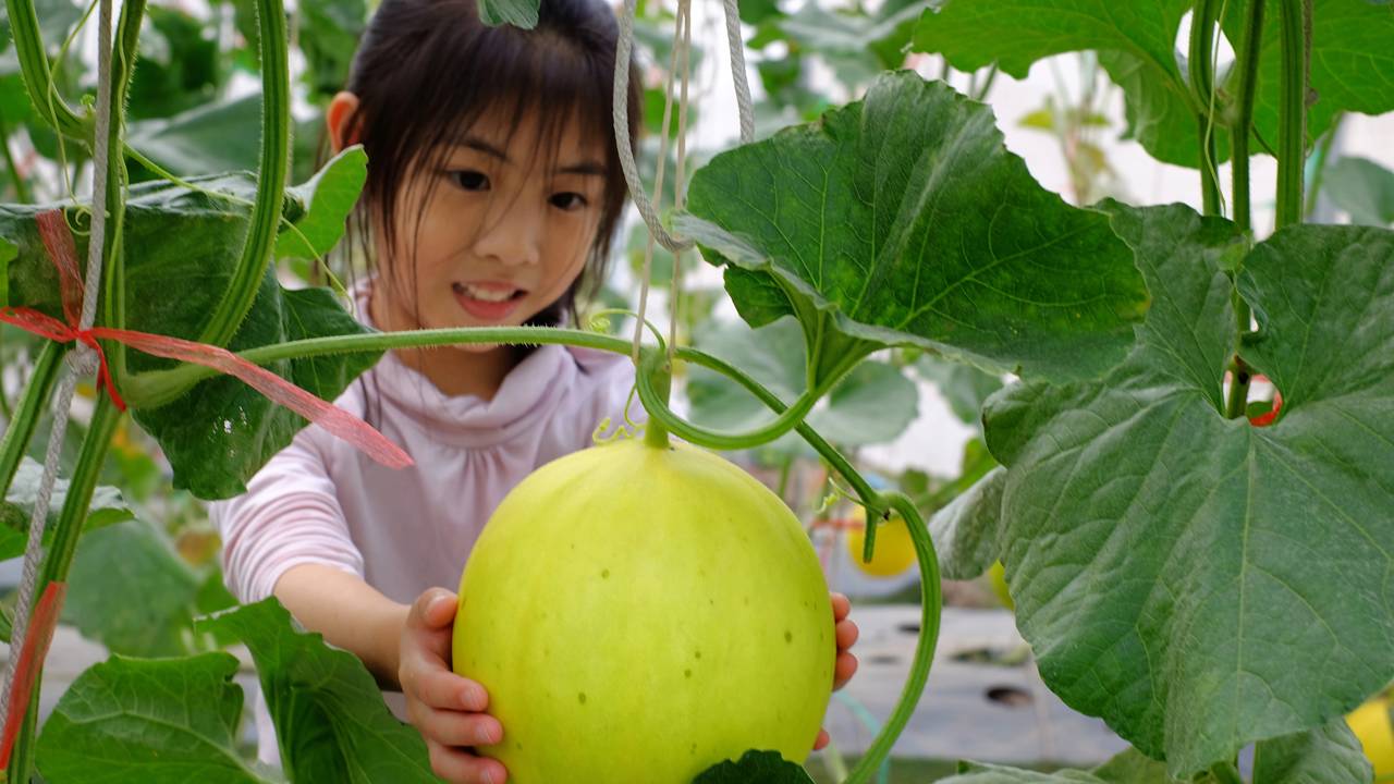 Como plantar melão em casa e evitar doenças comuns na planta