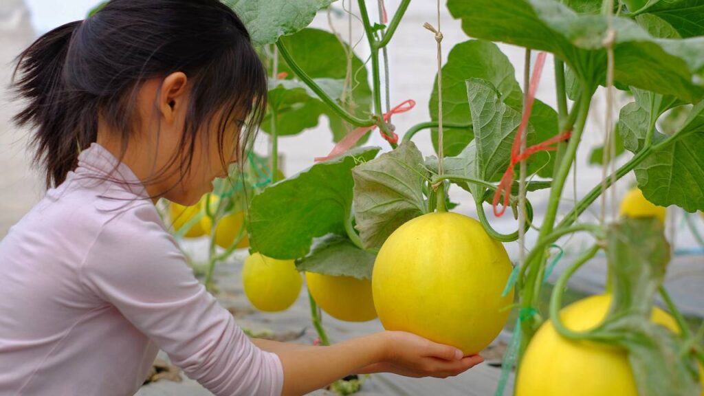 Como plantar melão em casa e evitar doenças comuns na planta