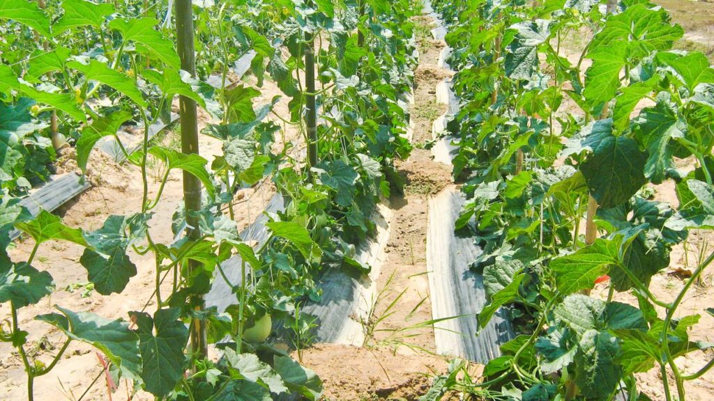 Quanto custa plantar melão e manter o solo fértil e drenado em casa