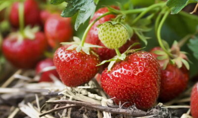 Plantar morangos no outono é uma excelente estratégia para garantir uma colheita saudável e produtiva na próxima temporada