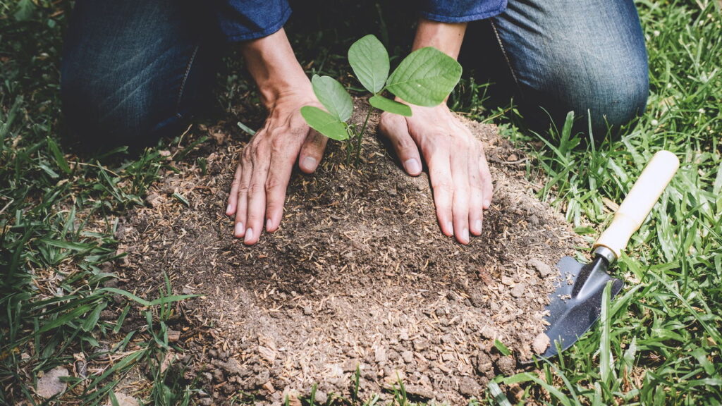 Plantar árvores frutíferas é uma maneira excelente de transformar seu jardim em um espaço mais produtivo e cheio de sabores