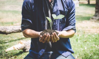 Quanto custa plantar um limoeiro?