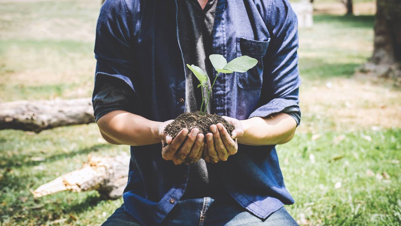 Quanto custa plantar um limoeiro?