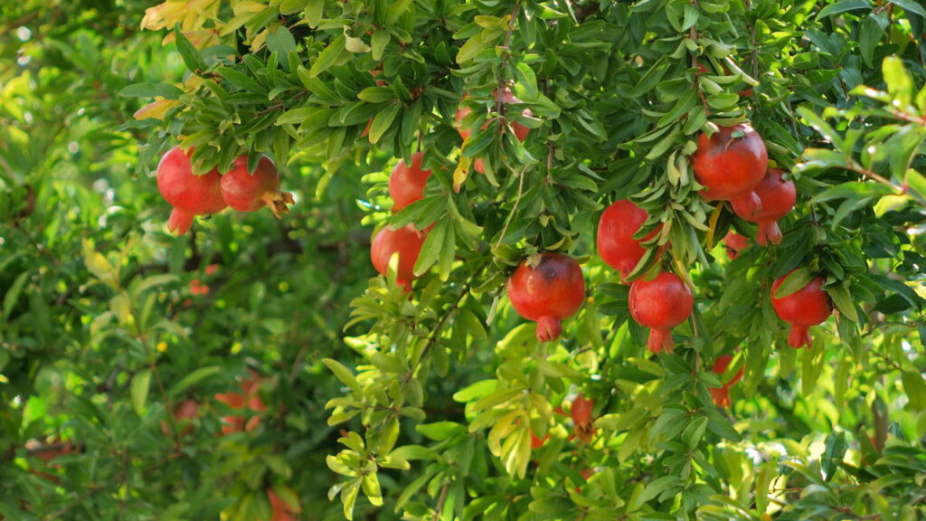 Plantar romã em casa é uma atividade acessível para iniciantes e experientes