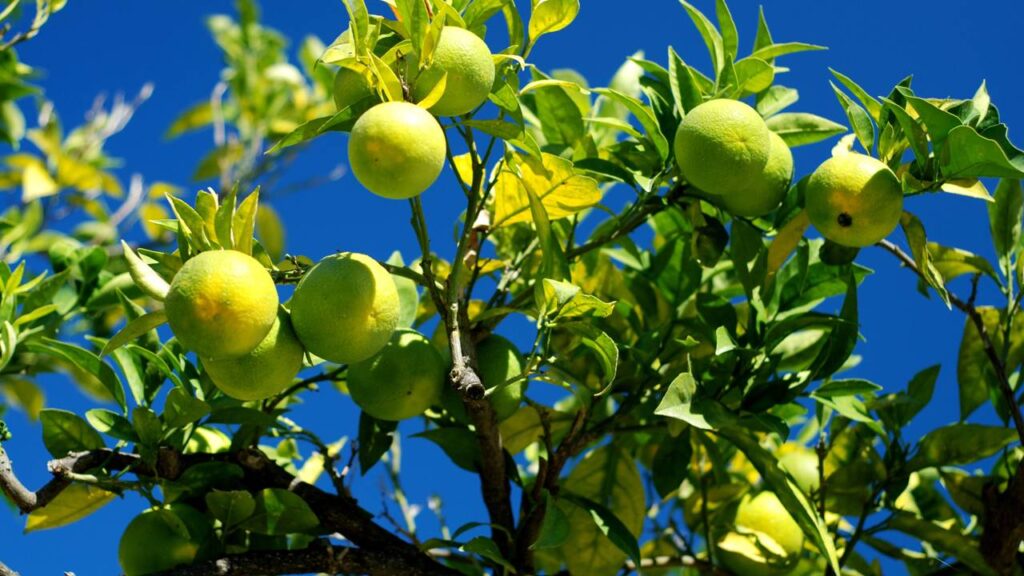 Quanto custa plantar um limoeiro?