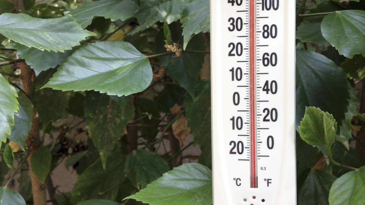 Com a chegada do verão, surge o desafio de manter o jardim vivo e cheio de cor mesmo sob intensas ondas de calor