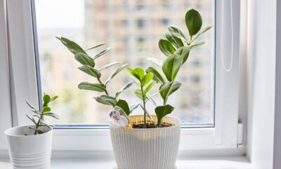 Transformar sua casa em um oásis verde é mais fácil do que imagina. Com algumas plantas específicas, você pode enriquecer o ambiente e ainda desfrutar de uma decoração deslumbrante em pouco tempo