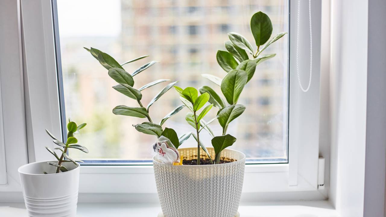 Transformar sua casa em um oásis verde é mais fácil do que imagina. Com algumas plantas específicas, você pode enriquecer o ambiente e ainda desfrutar de uma decoração deslumbrante em pouco tempo