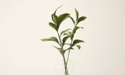 Algumas plantas adoram sombra e crescem lindas mesmo sem muito sol direto