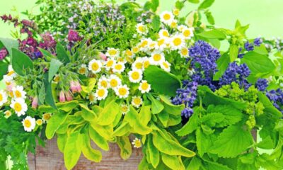 Essas plantas medicinais aliviam cólicas mais rápido que muitos remédios