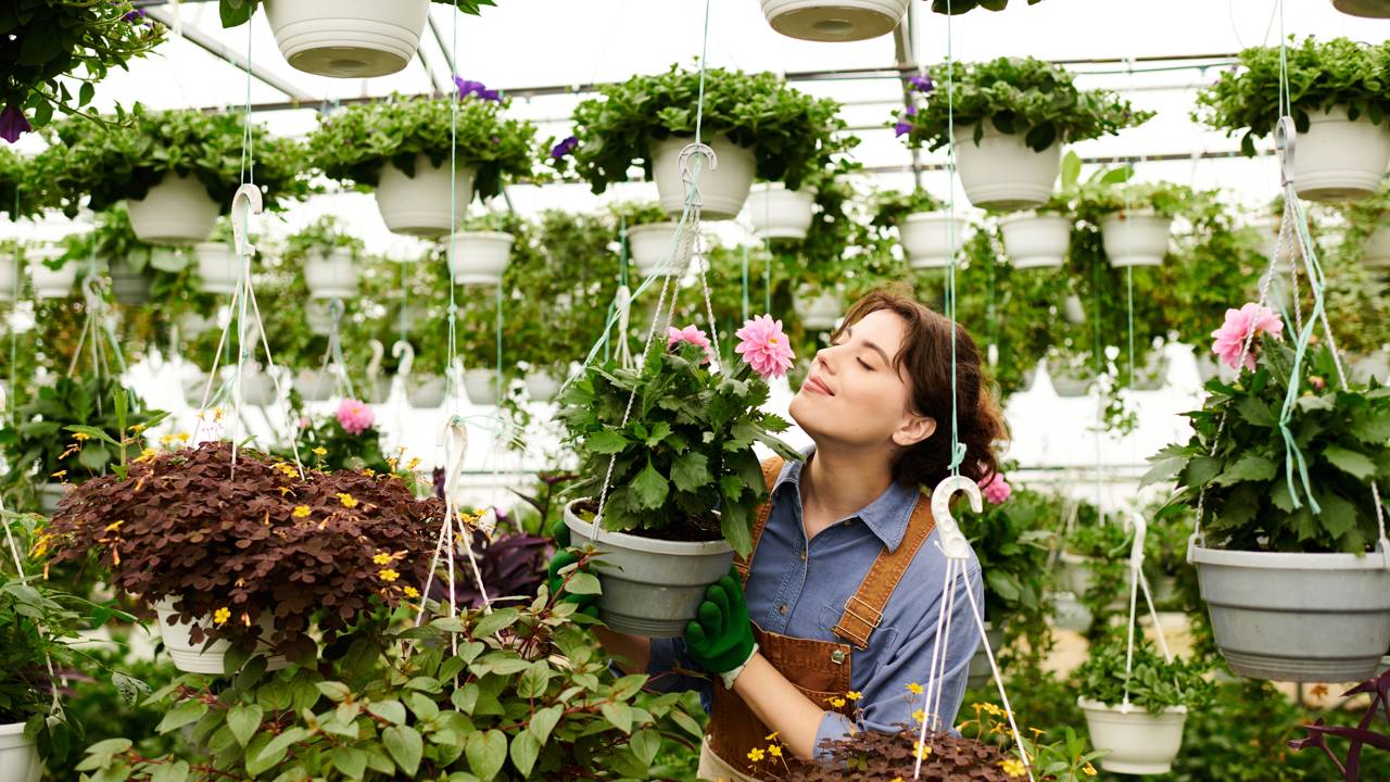 As plantas desempenham um papel crucial em nossas vidas, oferecendo desde uma estética excepcional até benefícios funcionais como a purificação do ar