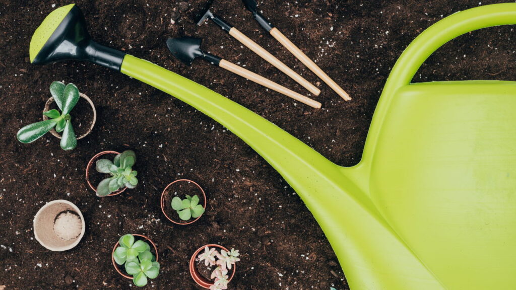 Plantas que até iniciantes conseguem manter sempre vivas