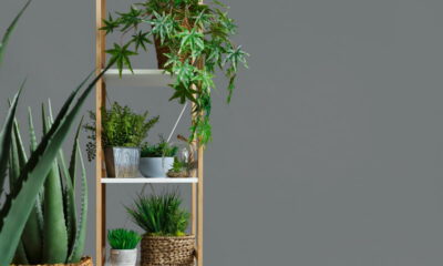 Plantas que até iniciantes conseguem manter sempre vivas