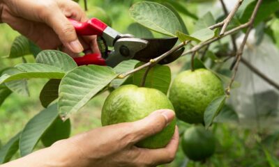 Como fazer muda de goiaba usando apenas um galho