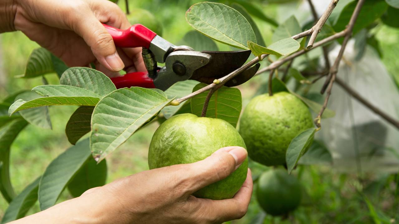 Como fazer muda de goiaba usando apenas um galho