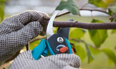 Época certa para podar as árvores e ter frutas mais rápidas e bonitas