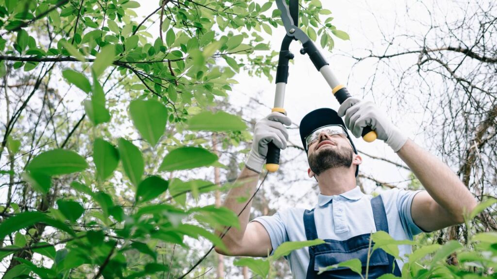 Época certa para podar as árvores e ter frutas mais rápidas e bonitas