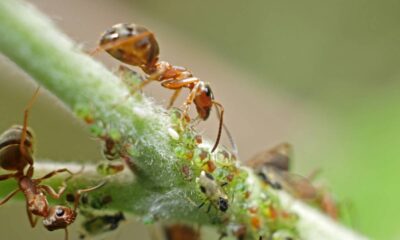Dicas infalíveis para eliminar formigas e pragas das suas plantas