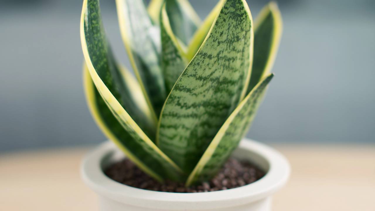7 plantas que purificam o ar e deixam a casa mais bonita