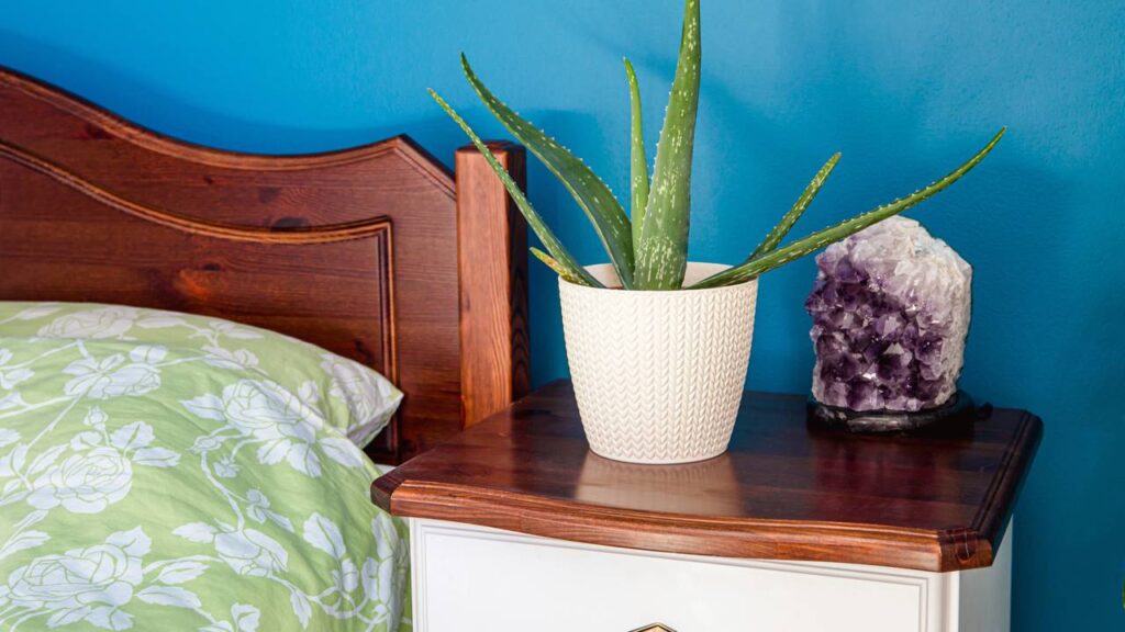 7 plantas que purificam o ar e deixam a casa mais bonita