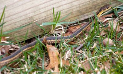 Seu jardim está atraindo cobras por esses motivos que você nem imagina