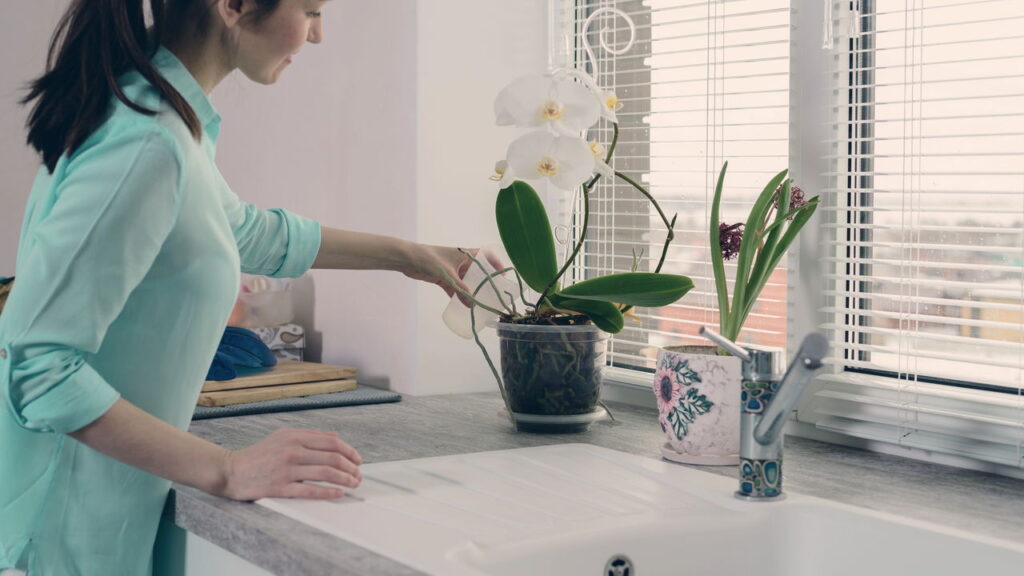 As orquídeas frequentemente desaceleram seu crescimento durante o outono, o que leva muitos cultivadores a pensar que não há solução para manter a beleza dessas plantas