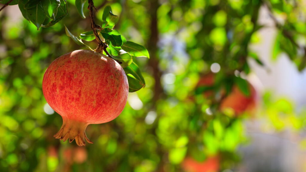 O cultivo de romãs gigantes em casa tem se tornado uma tendência de destaque entre os amantes da jardinagem