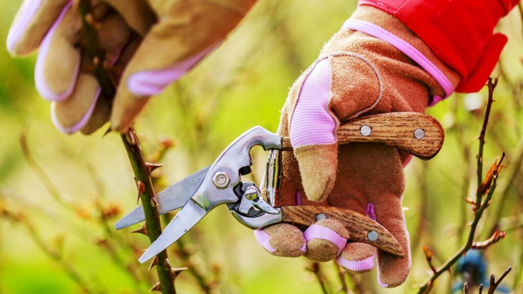 Como fazer mudas de rosas com apenas um galho
