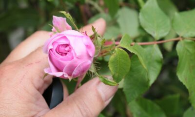 Como fazer mudas de rosas com apenas um galho