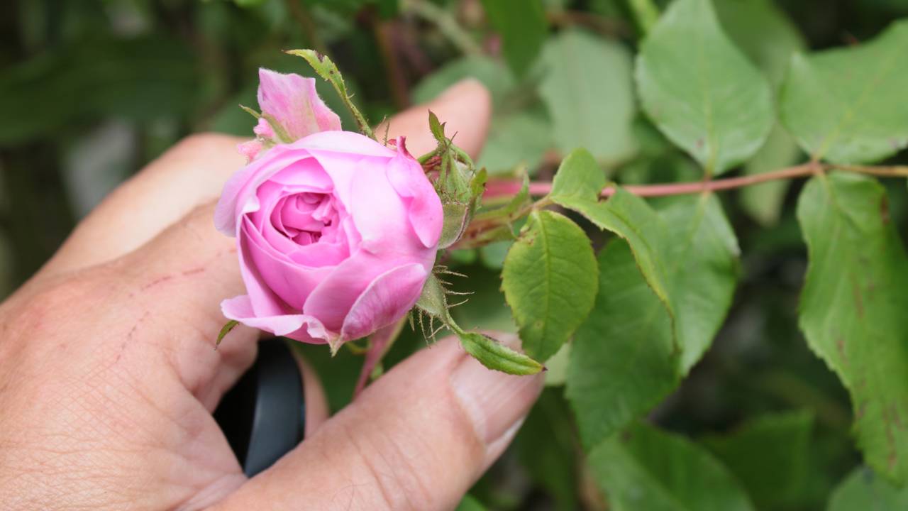 Como fazer mudas de rosas com apenas um galho