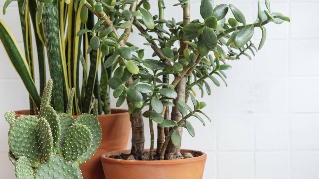 As melhores plantas para decorar a sala de estar