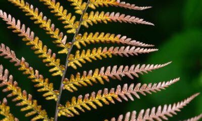 A samambaia, apreciada pela folhagem exuberante e pela adaptabilidade em ambientes internos, podem preocupar cultivadores quando apresentam ressecamento súbito. Entender as possíveis causas desse problema e aprender maneiras de evitar danos permanentes é fundamental para preservar a saúde e a beleza dessas plantas.