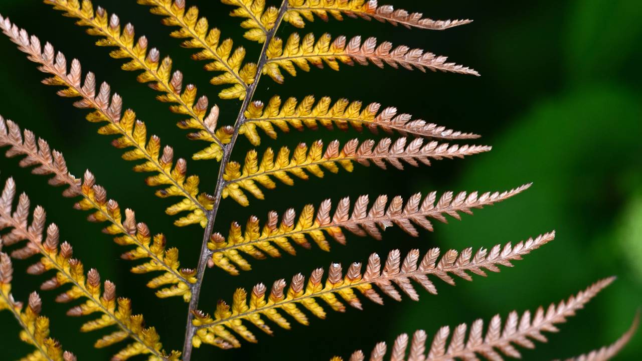 A samambaia, apreciada pela folhagem exuberante e pela adaptabilidade em ambientes internos, podem preocupar cultivadores quando apresentam ressecamento súbito. Entender as possíveis causas desse problema e aprender maneiras de evitar danos permanentes é fundamental para preservar a saúde e a beleza dessas plantas.
