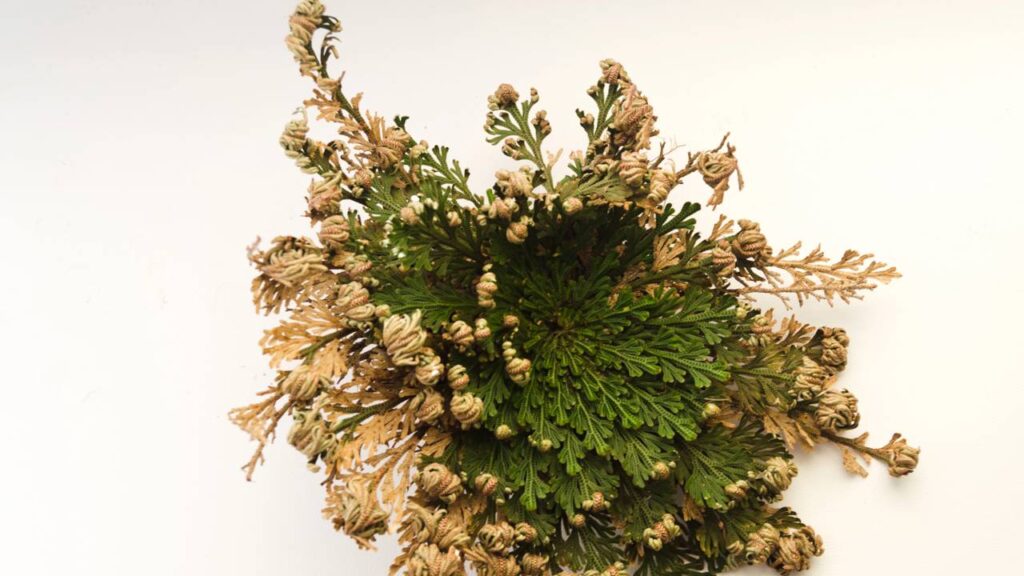 A samambaia, apreciada pela folhagem exuberante e pela adaptabilidade em ambientes internos, podem preocupar cultivadores quando apresentam ressecamento súbito. Entender as possíveis causas desse problema e aprender maneiras de evitar danos permanentes é fundamental para preservar a saúde e a beleza dessas plantas.