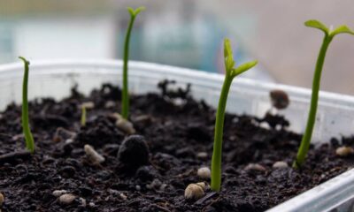 Como germinar sementes de limão e ter mudas em casa