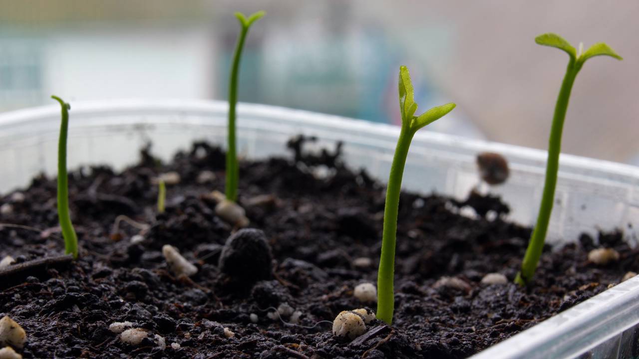 Como germinar sementes de limão e ter mudas em casa